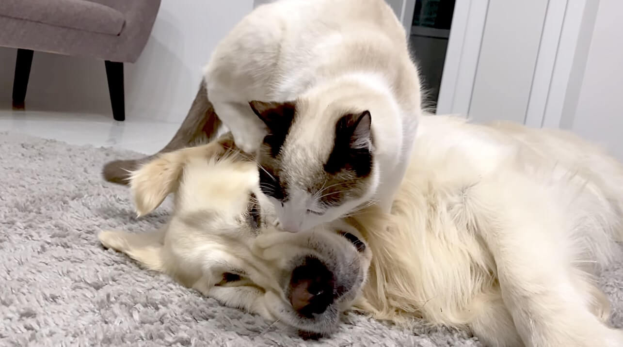 ゴールデンレトリーバー,動画