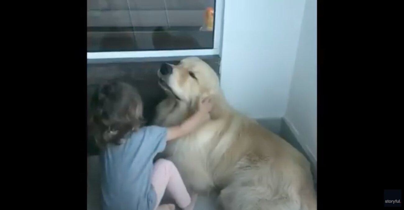 ゴールデンレトリーバー,動画