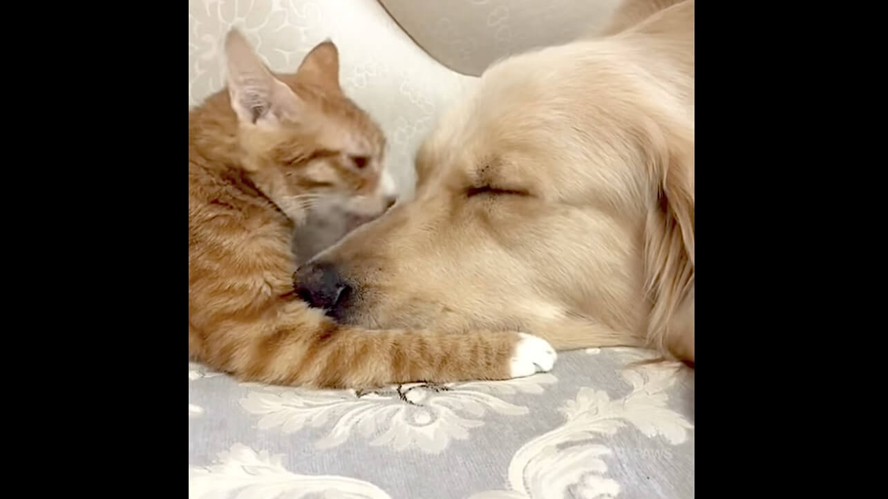 ゴールデンレトリーバー,動画