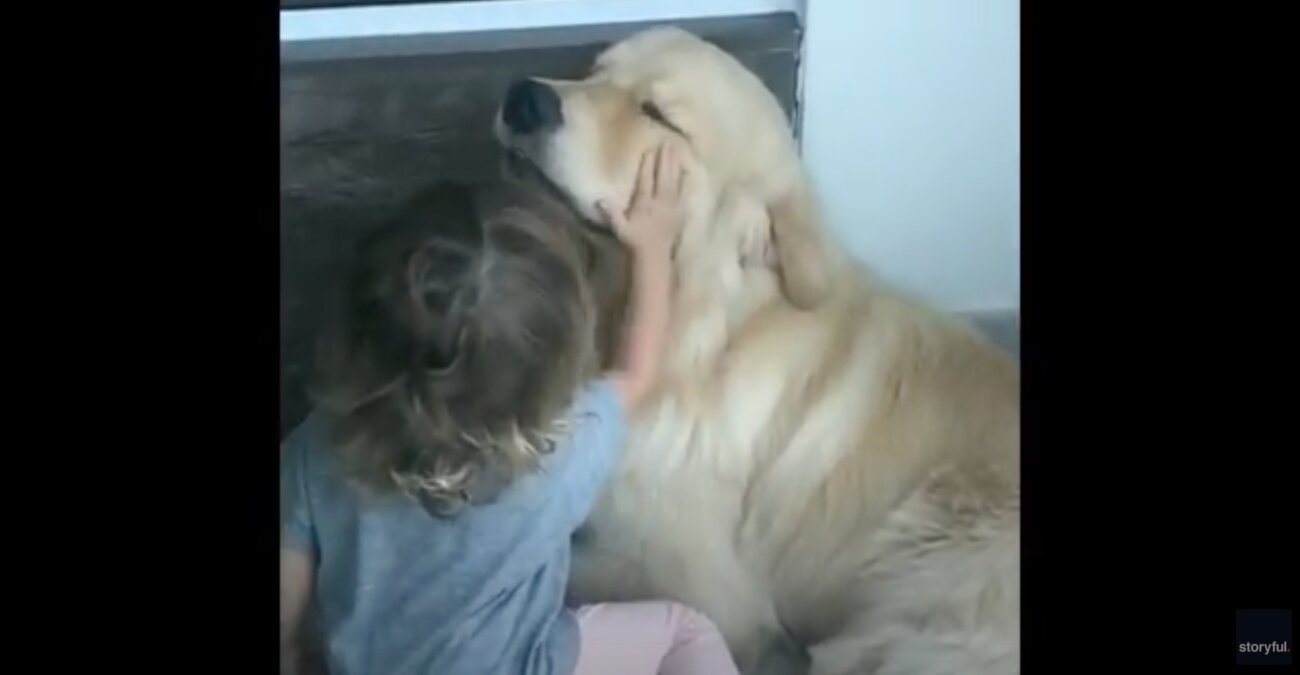 ゴールデンレトリーバー,動画