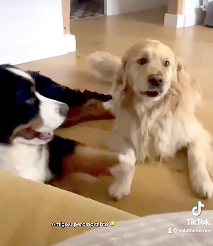 ゴールデンレトリーバー,動画