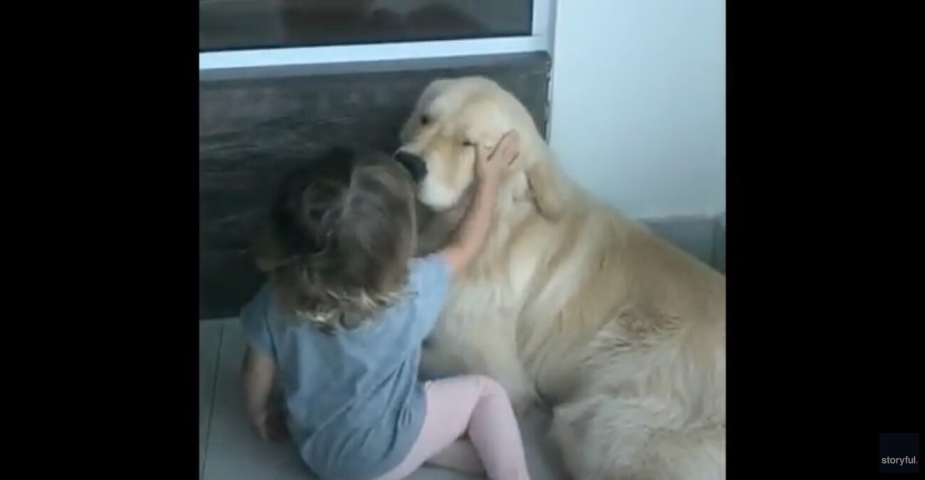 ゴールデンレトリーバー,動画