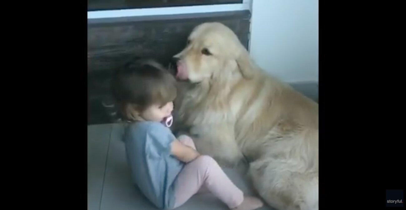 ゴールデンレトリーバー,動画