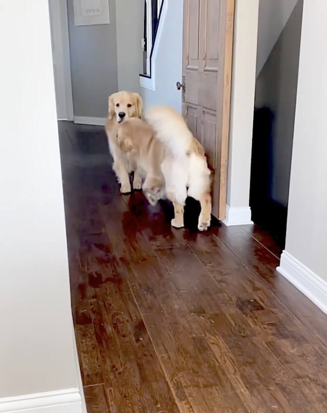 ゴールデンレトリーバー,動画