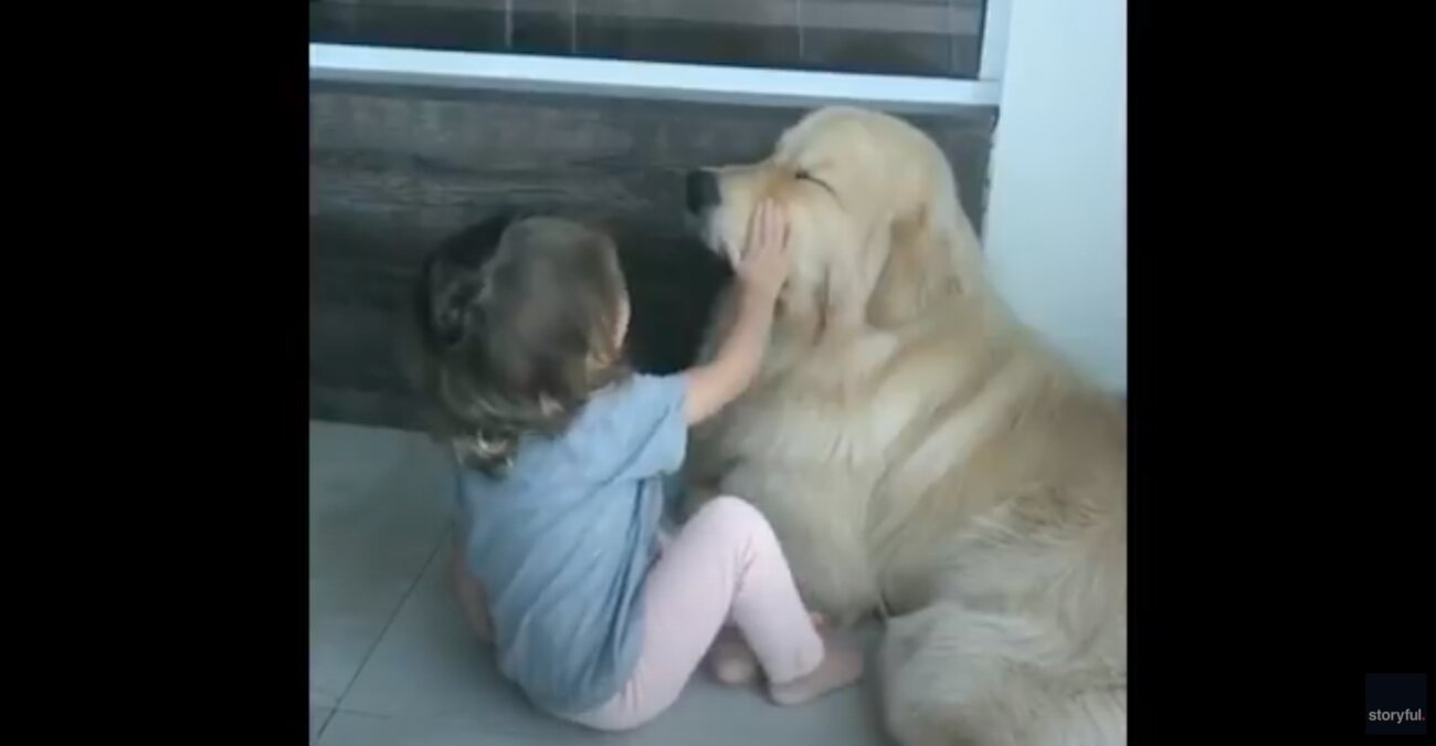 ゴールデンレトリーバー,動画