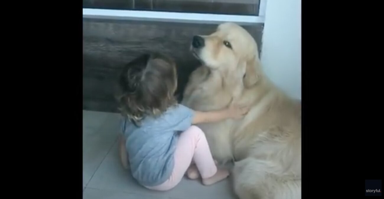 ゴールデンレトリーバー,動画