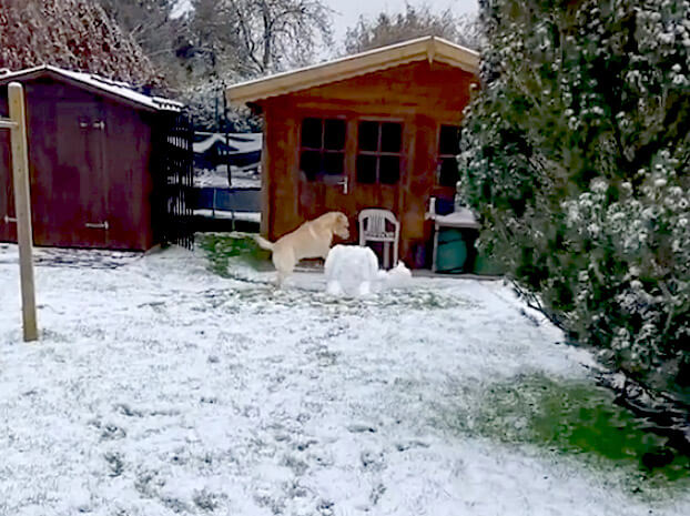 ラブラドールレトリーバー,動画