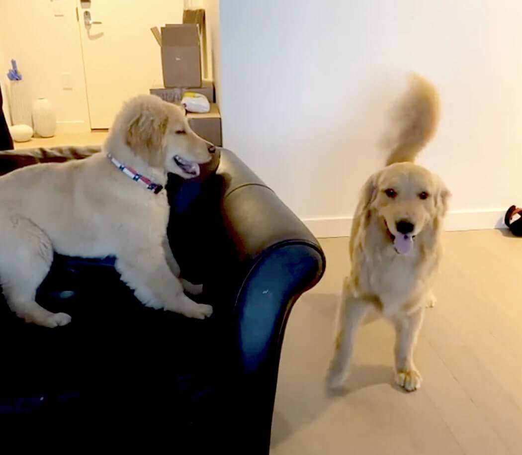 ゴールデンレトリーバー,動画