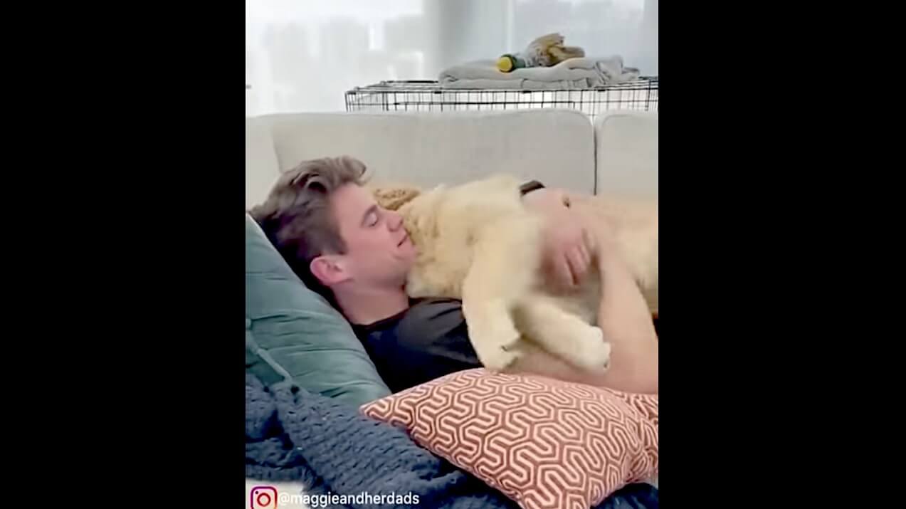 ゴールデンレトリーバー,動画