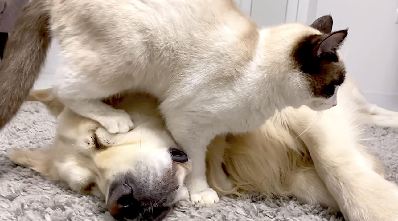 ゴールデンレトリーバー,動画