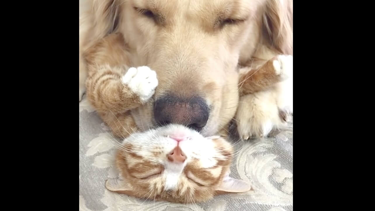 ゴールデンレトリーバー,動画