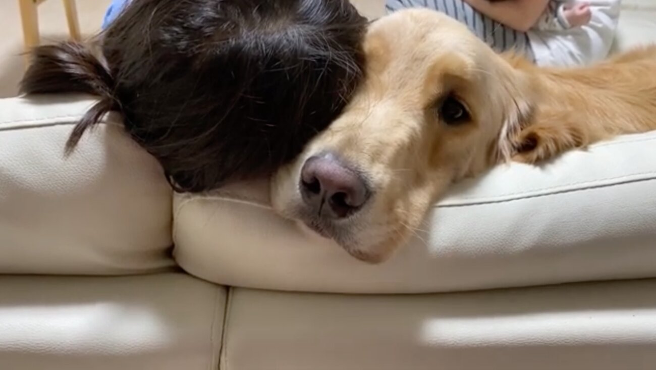 ゴールデンレトリーバー,動画