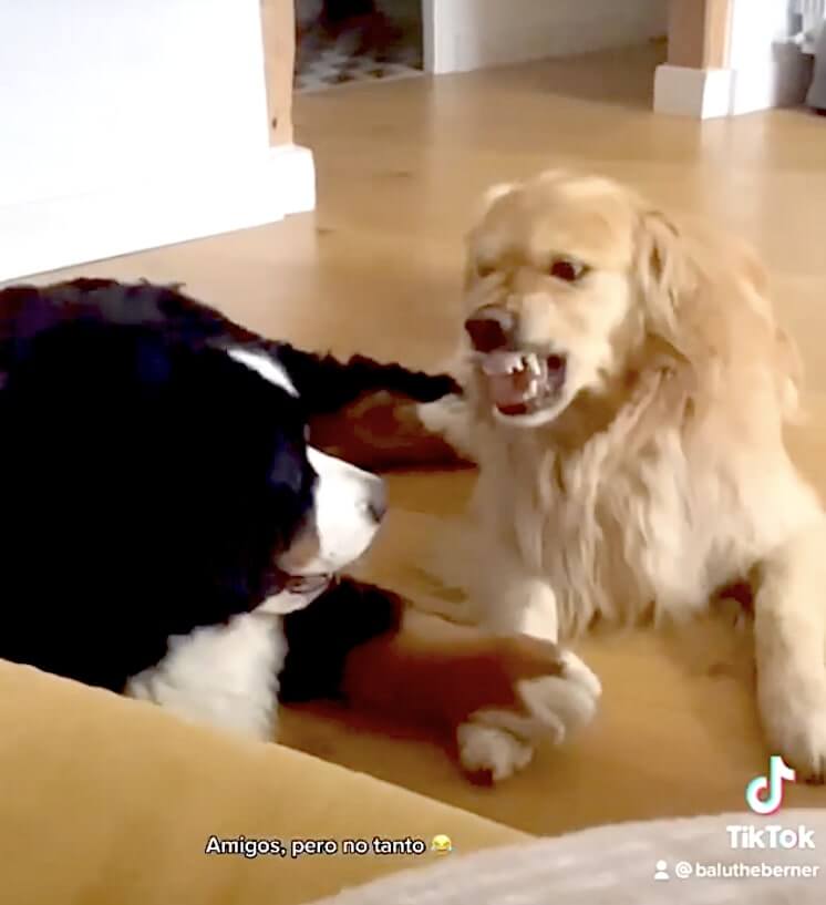 ゴールデンレトリーバー,動画