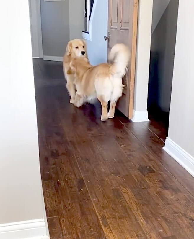 ゴールデンレトリーバー,動画