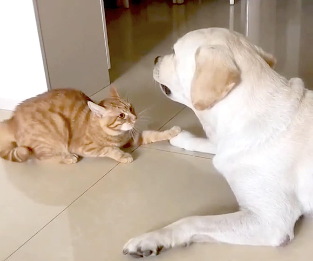 ラブラドールレトリーバー,動画