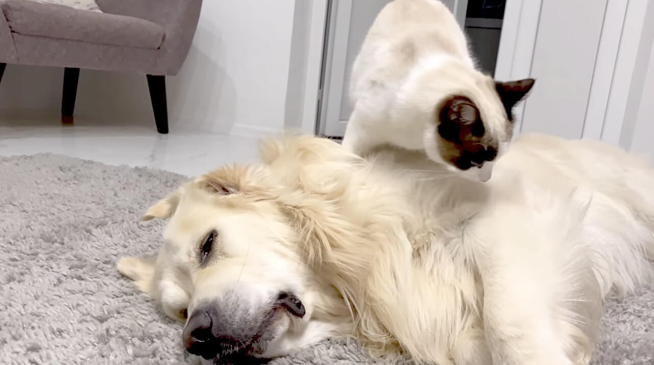 ゴールデンレトリーバー,動画