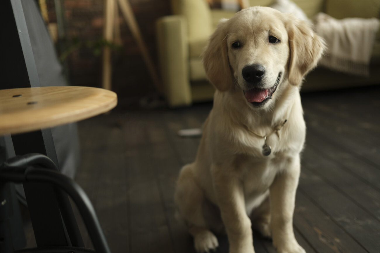 レトリーバー,パナソニック,hdペットカメラ