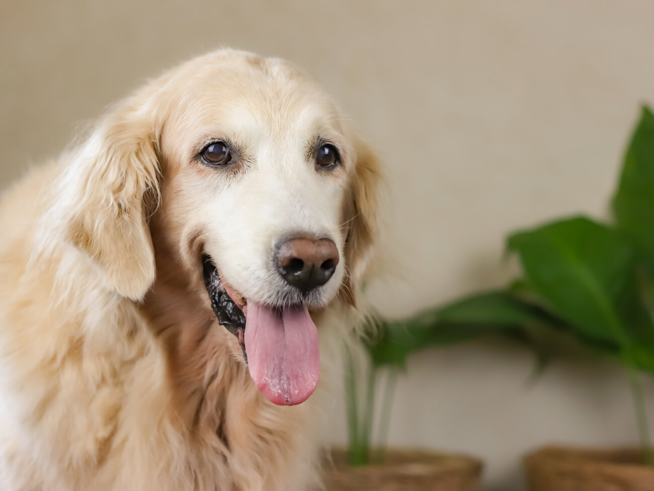 レトリーバー,パナソニック,ジアイーノ