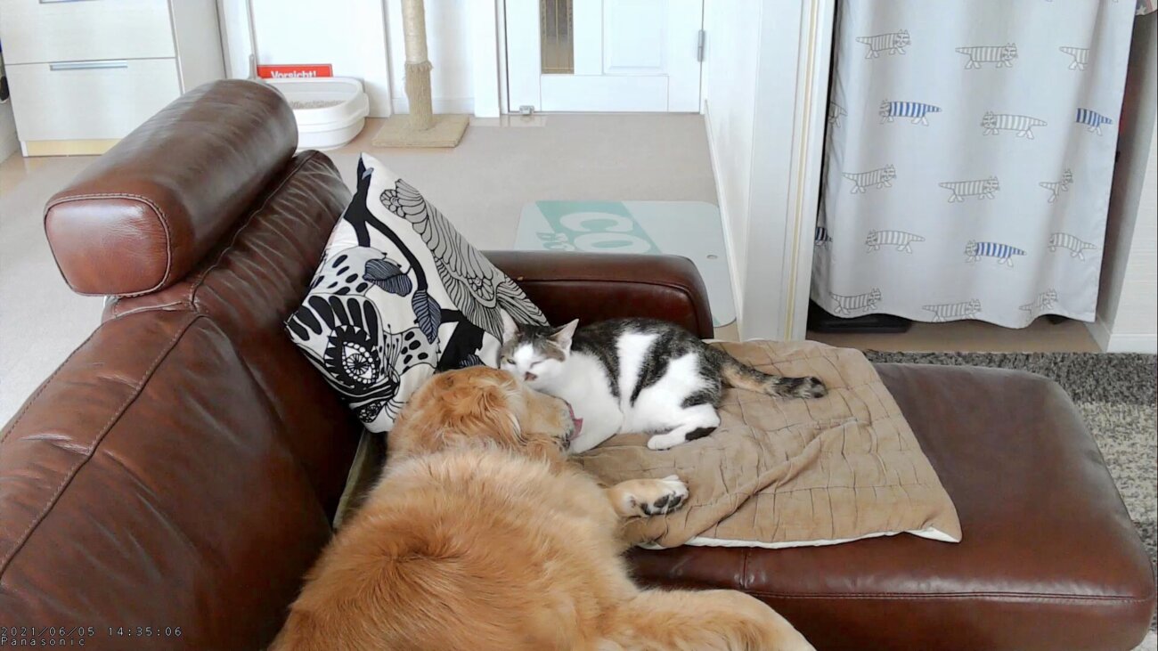 レトリーバー,パナソニック,hdペットカメラ