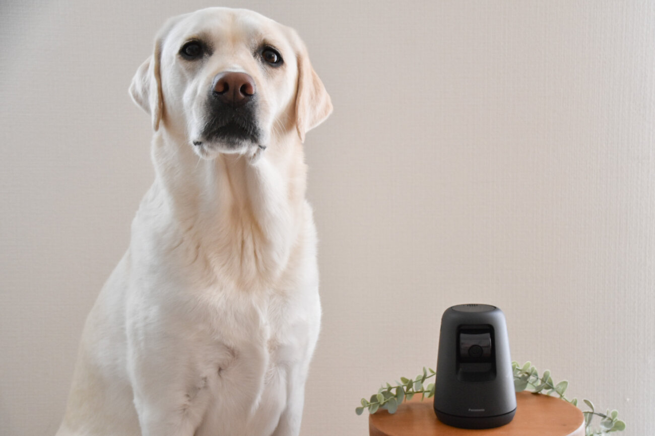 レトリーバー,パナソニック,hdペットカメラ