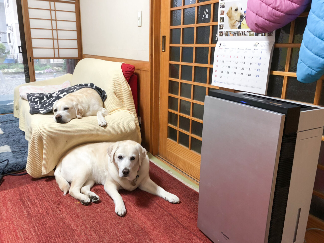 レトリーバー,パナソニック,ジアイーノ