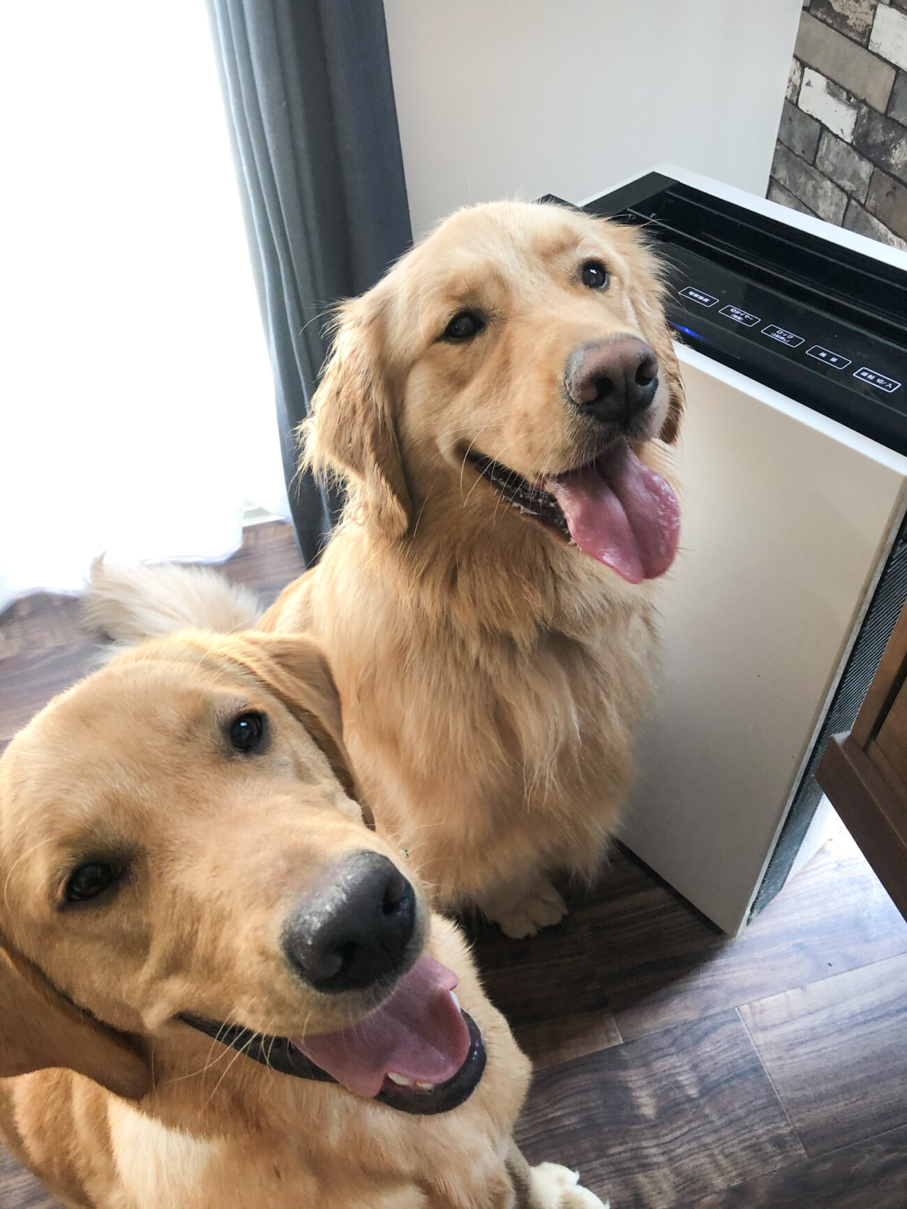 レトリーバー,パナソニック,ジアイーノ