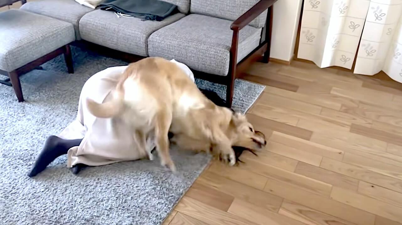 ゴールデンレトリーバー,動画