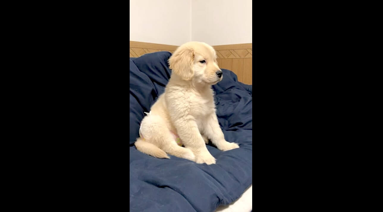 ゴールデンレトリーバー,動画