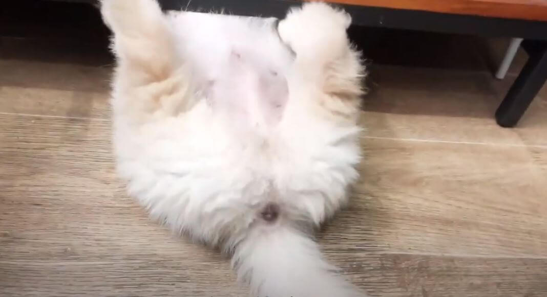 ゴールデンレトリーバー,動画