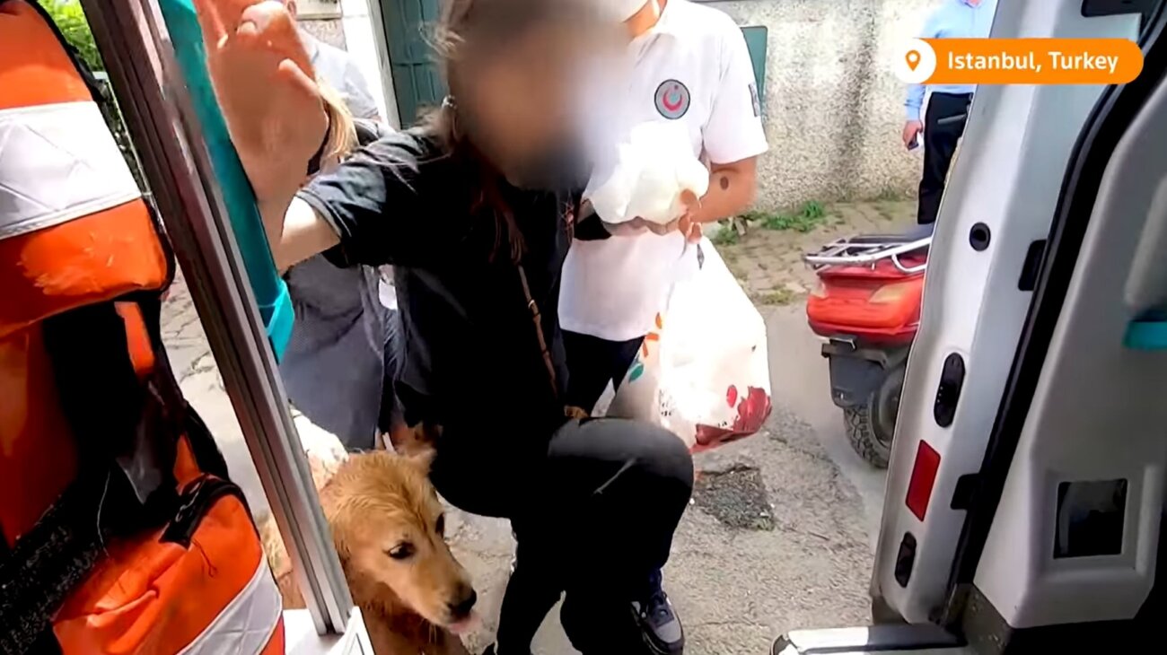 ゴールデンレトリーバー,動画