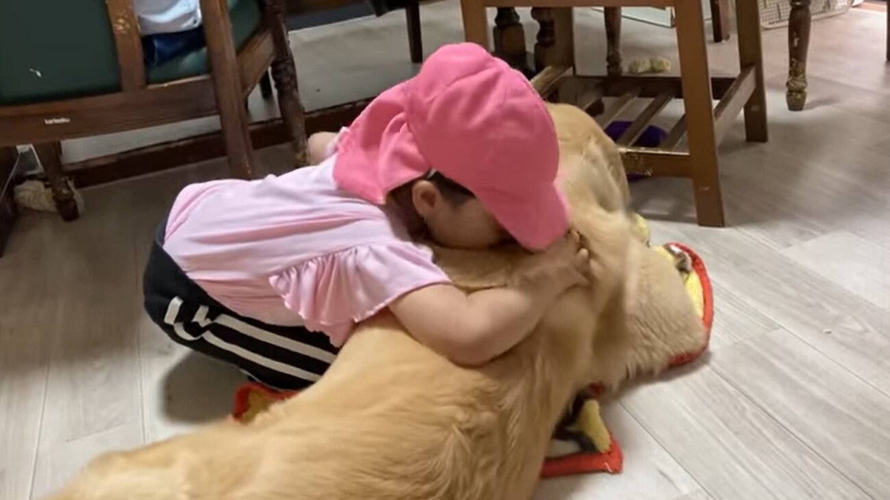 ゴールデンレトリーバー,動画