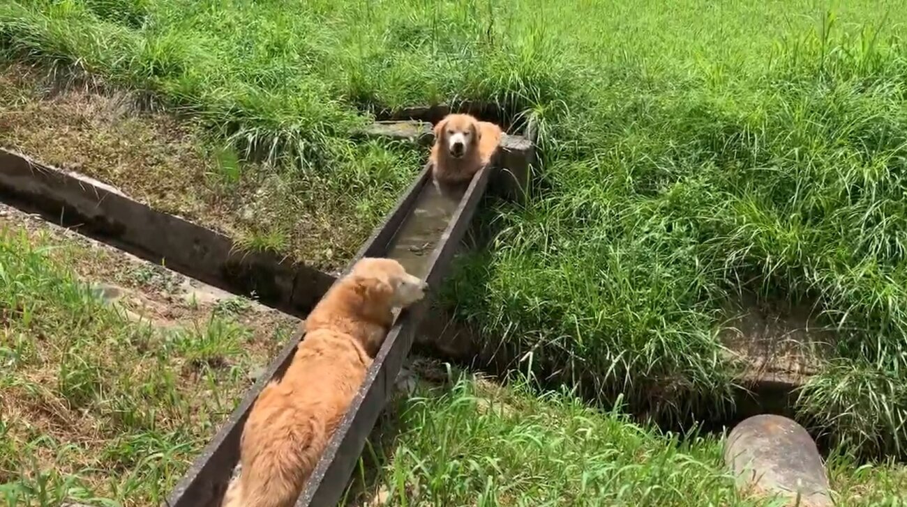 ゴールデンレトリーバー,動画