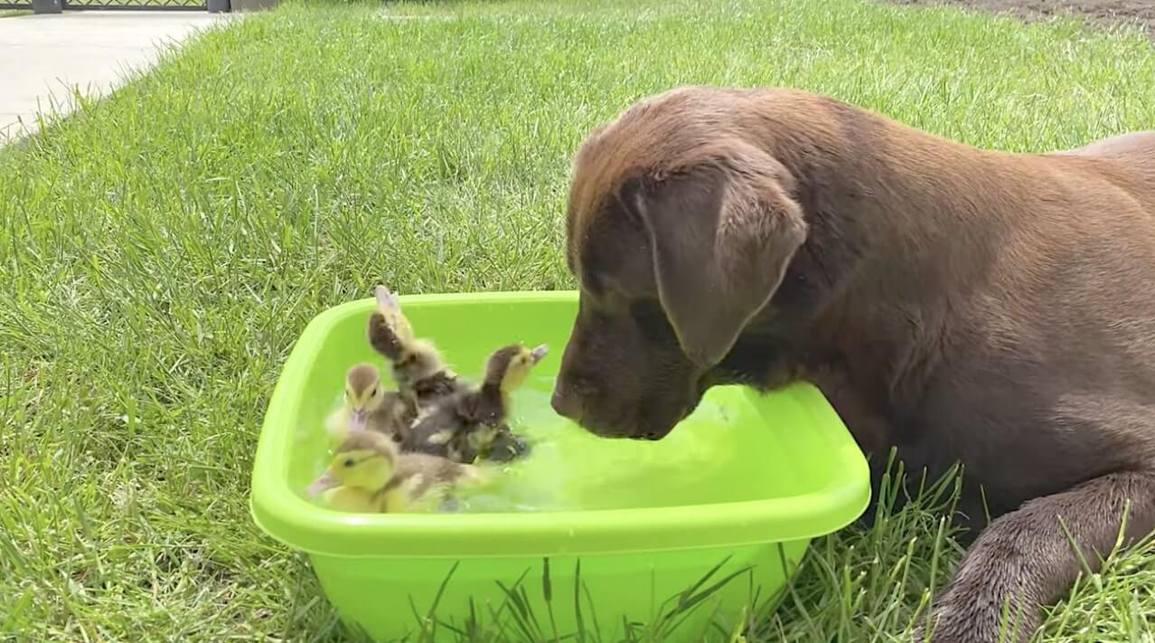 ラブラドールレトリーバー,動画