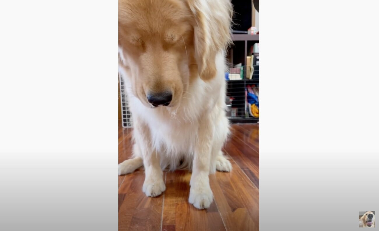 ゴールデンレトリーバー,動画