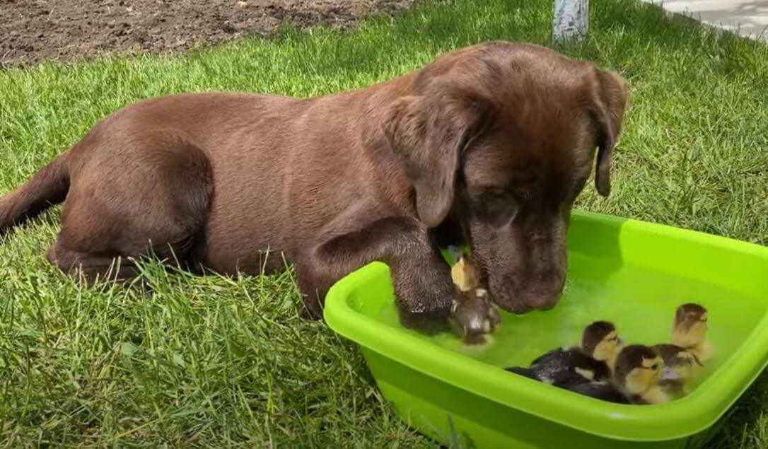 ラブラドールレトリーバー,動画