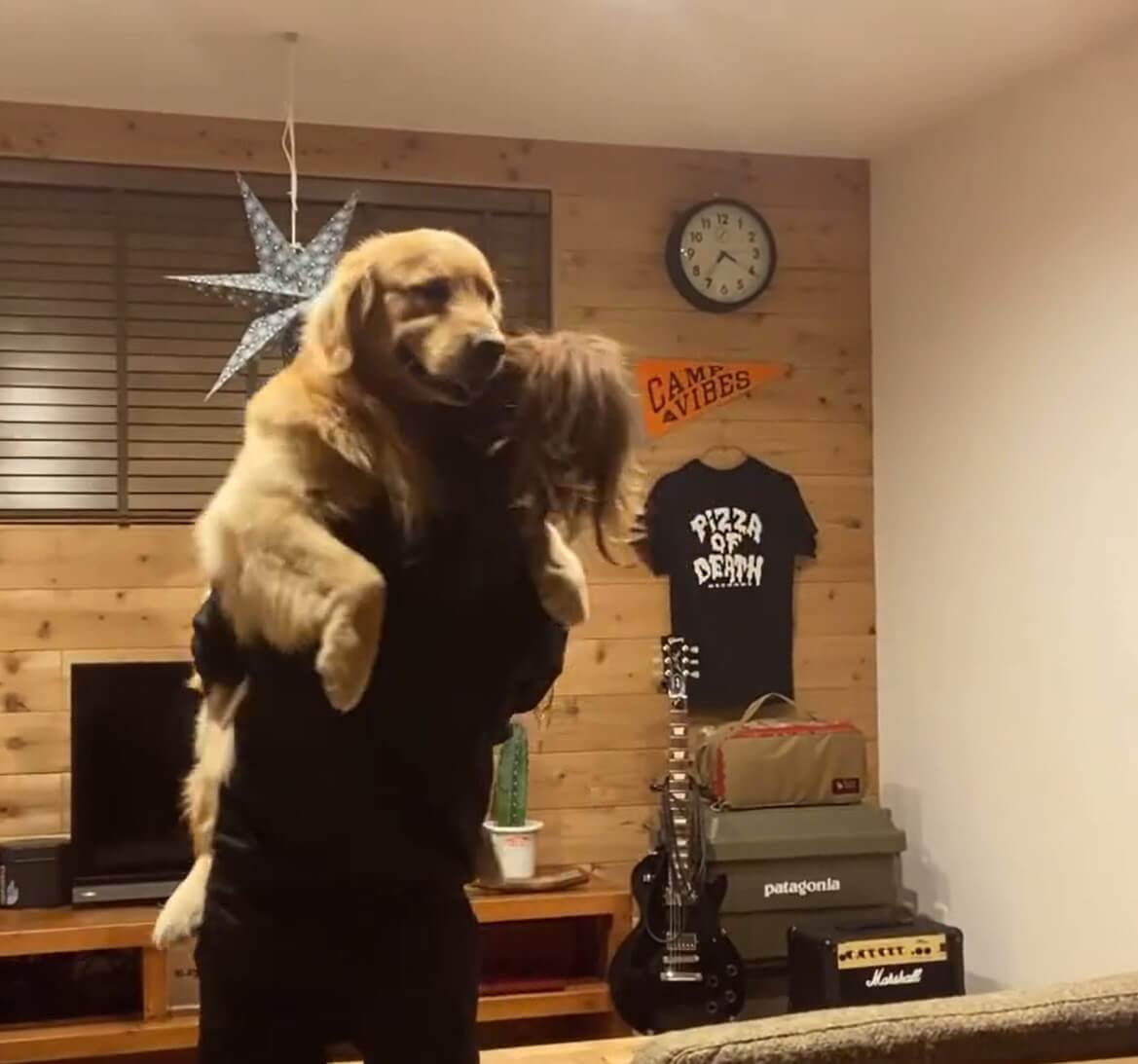 ゴールデンレトリーバー,動画