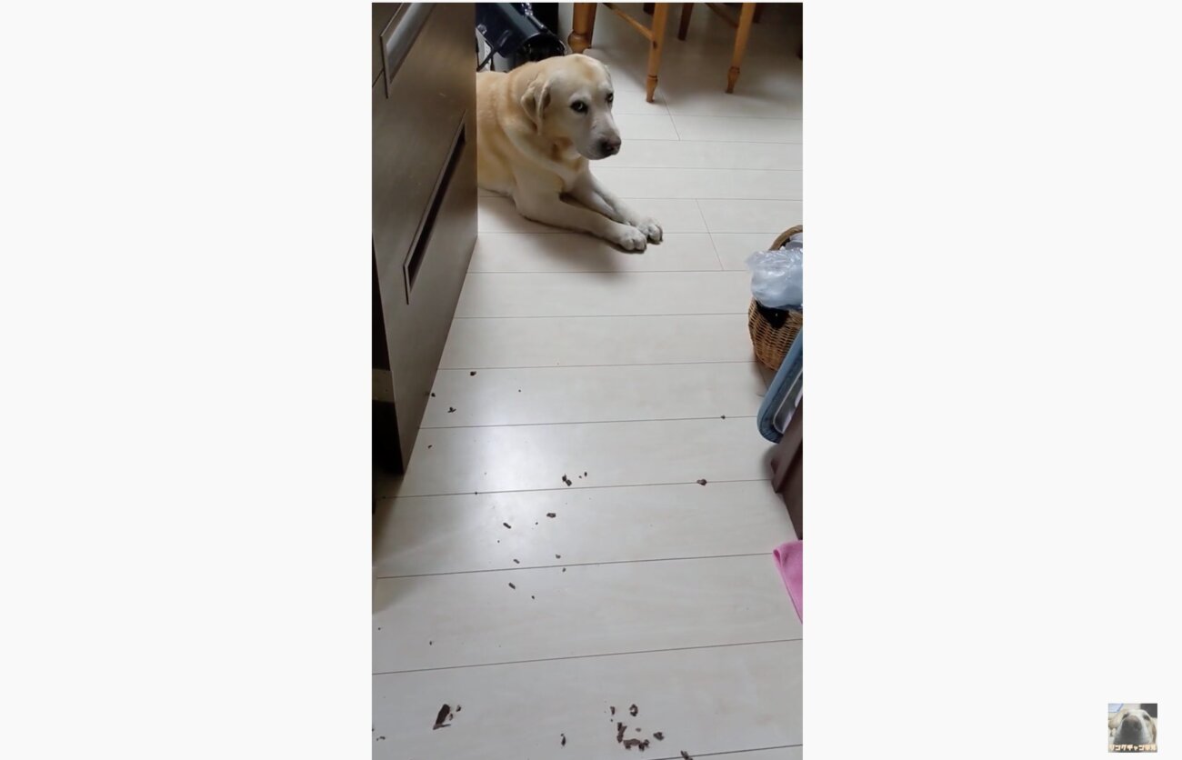 ラブラドールレトリーバー,動画