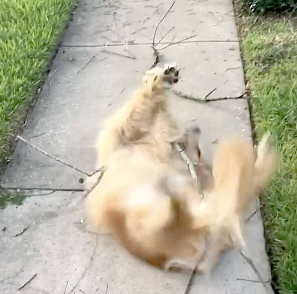 ゴールデンレトリーバー,動画