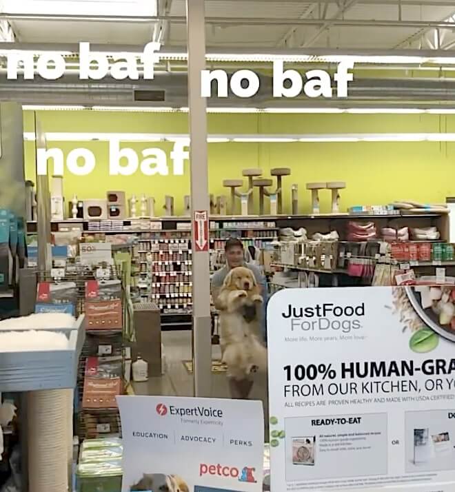 ゴールデンレトリーバー,動画