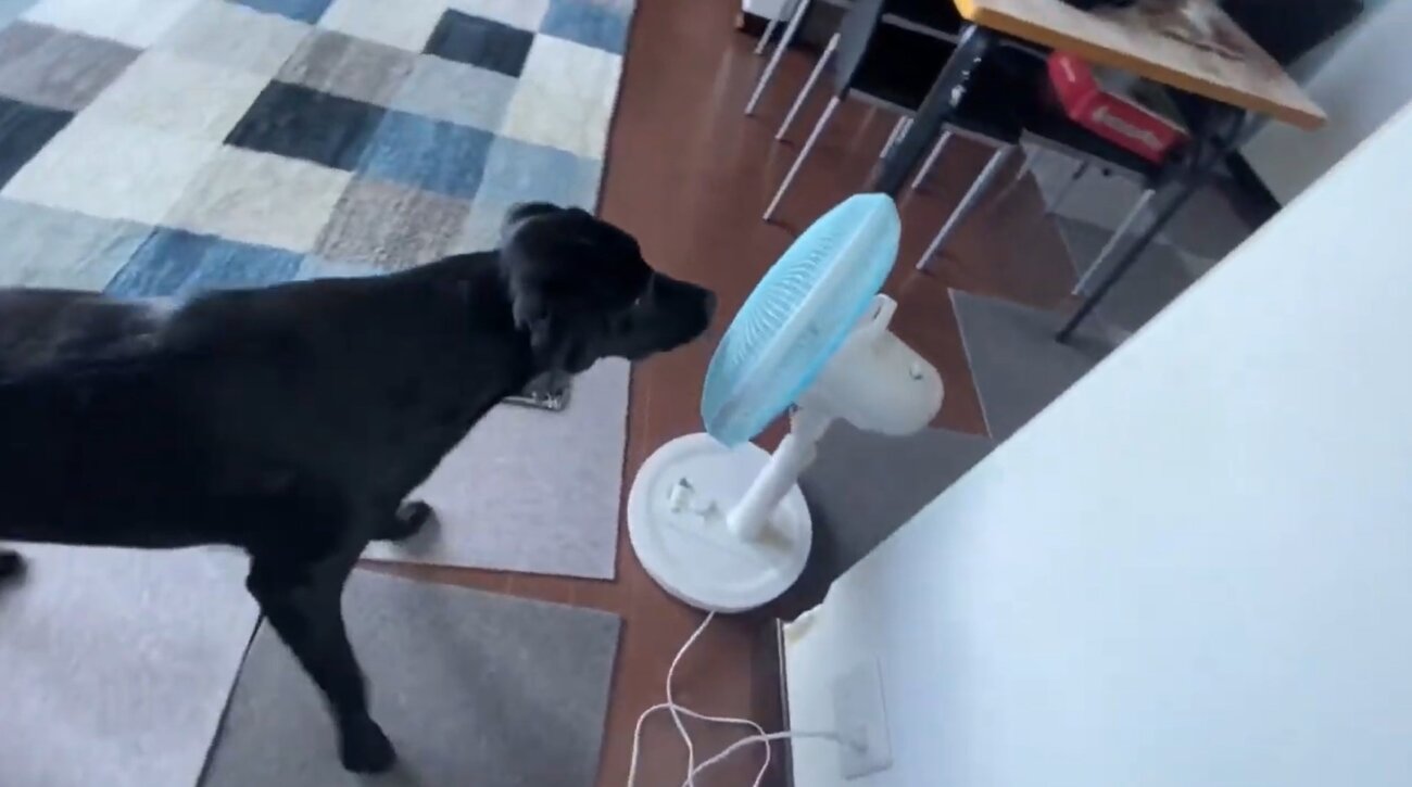 ラブラドールレトリーバー,動画