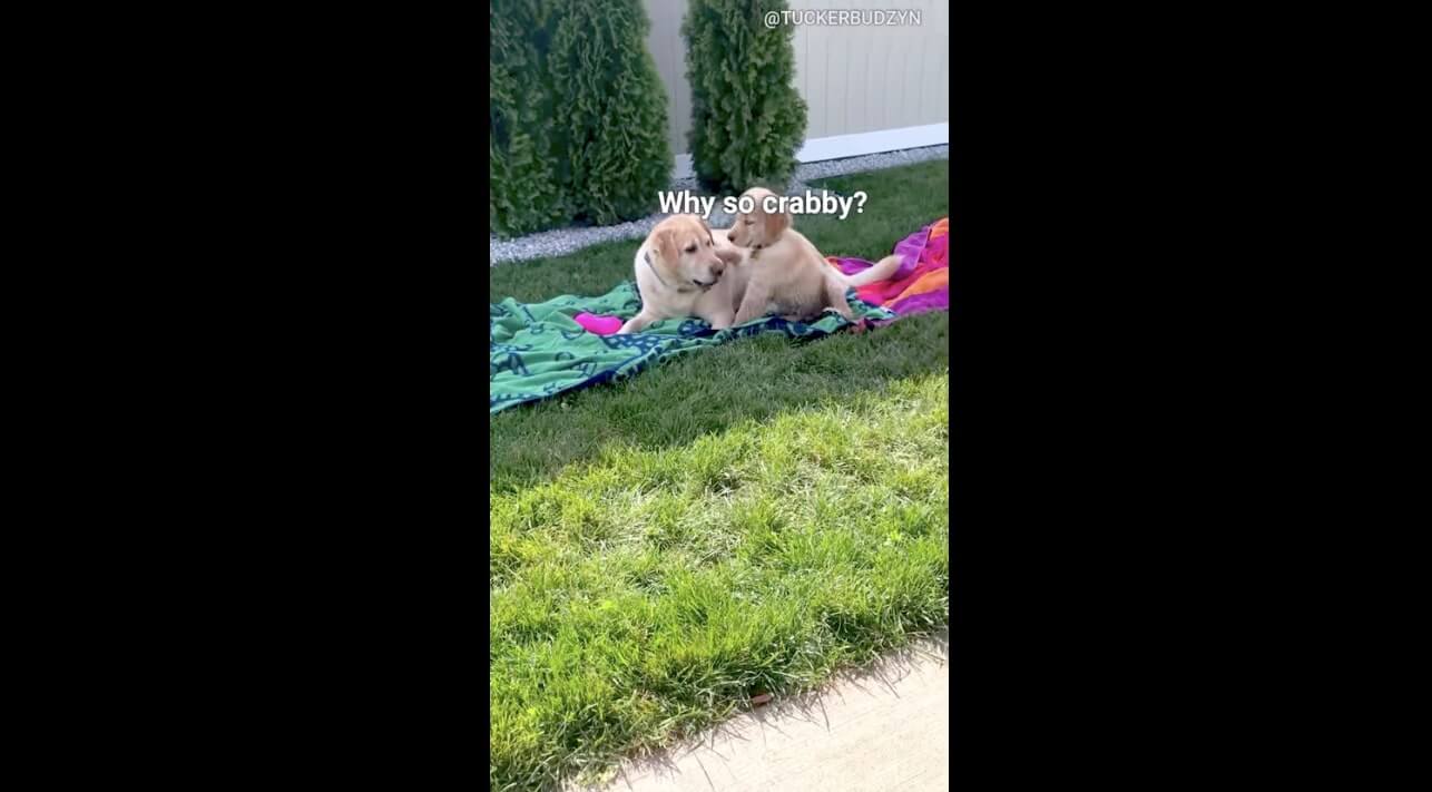 ゴールデンレトリーバー,動画