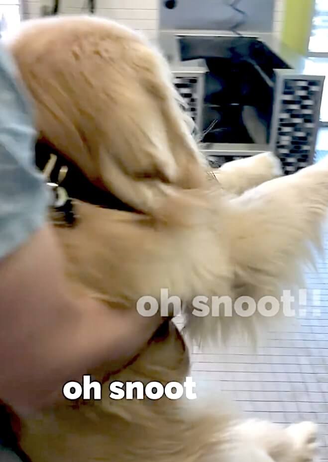 ゴールデンレトリーバー,動画