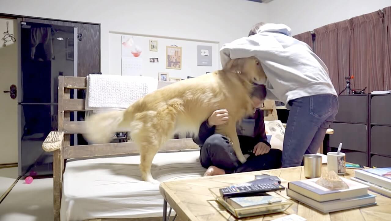 ゴールデンレトリーバー,動画