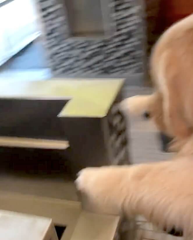 ゴールデンレトリーバー,動画