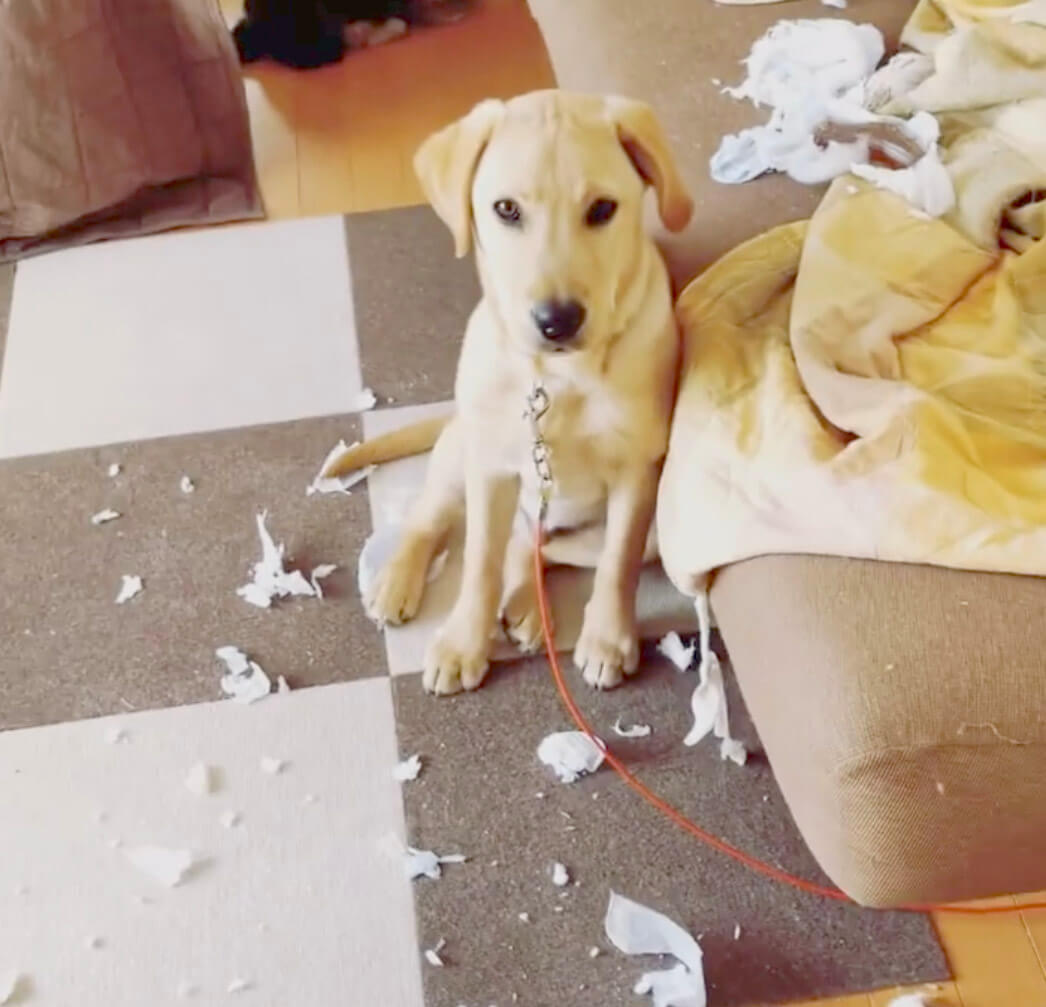 ラブラドールレトリーバー,動画