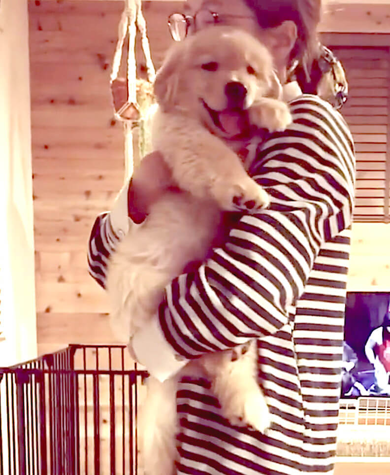 ゴールデンレトリーバー,動画