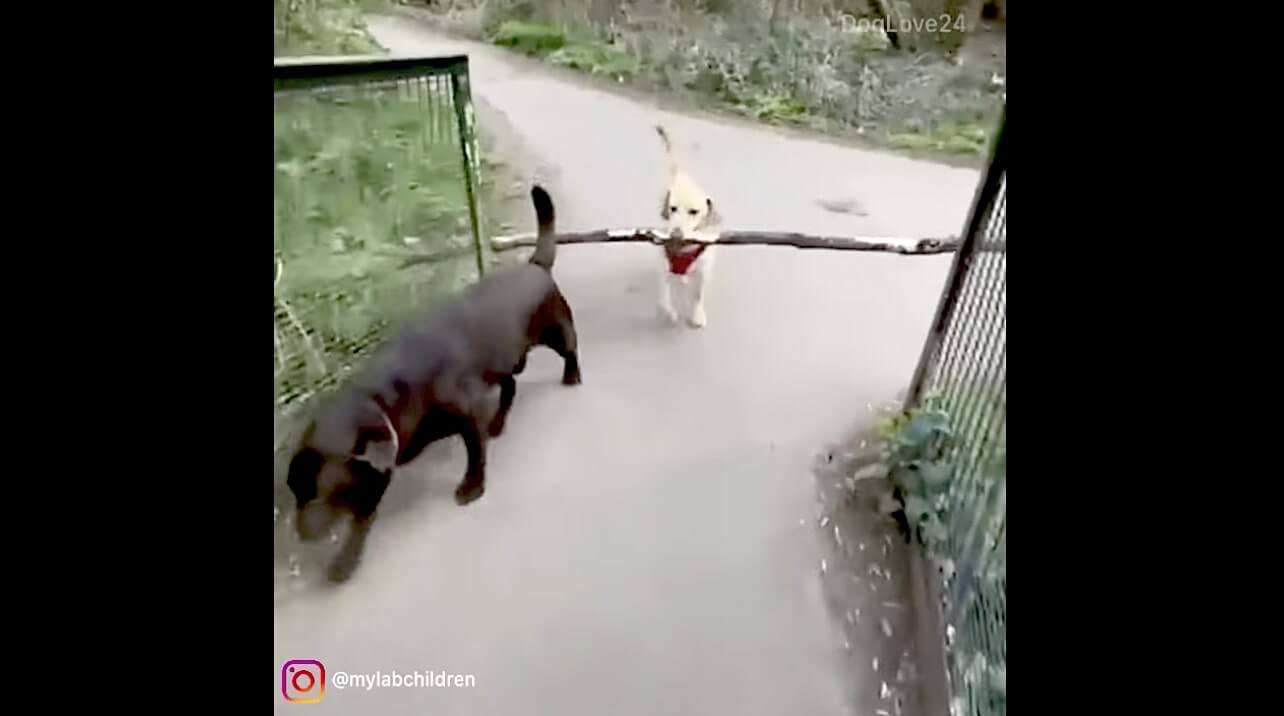 ラブラドールレトリーバー,動画