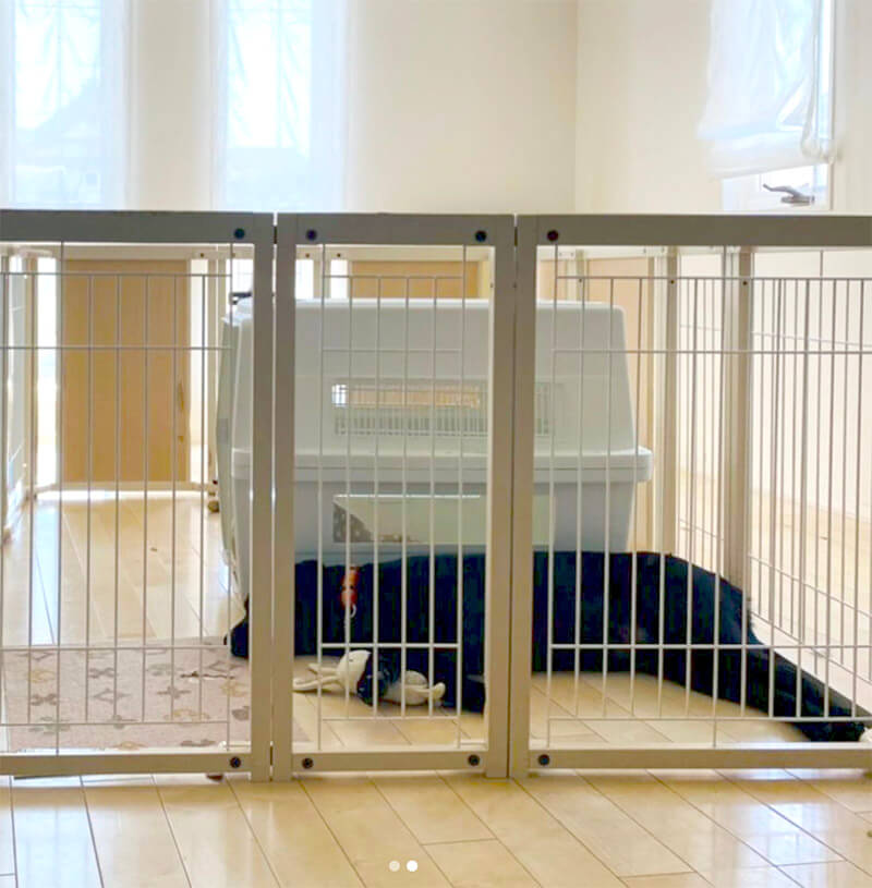 ラブラドールレトリーバー,動画