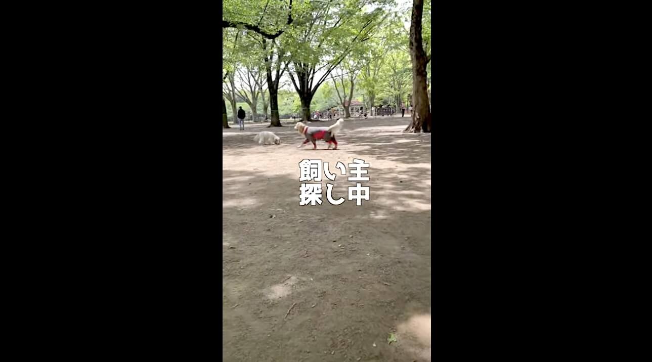 ゴールデンレトリーバー,動画