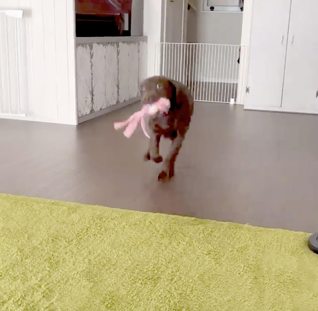 ラブラドールレトリーバー,動画